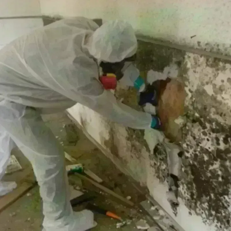 Mold Remediation and Removal in Sherwood Shores, TX